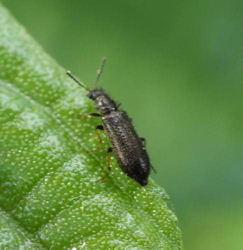 Dasytes sp.